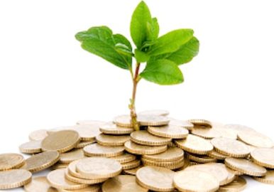 Concept of a plant and a lot of golden coins isolated on white background