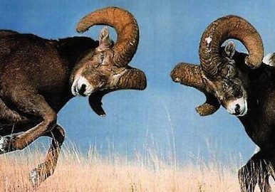 investors_exit_active_management_take_passive_road