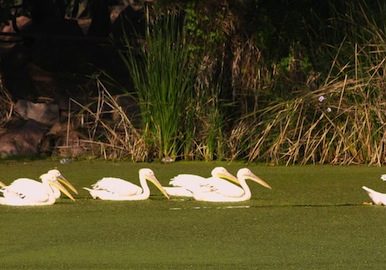 leadership_greene_consulting